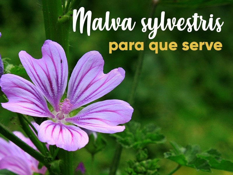 Malva sylvestris: para que serve